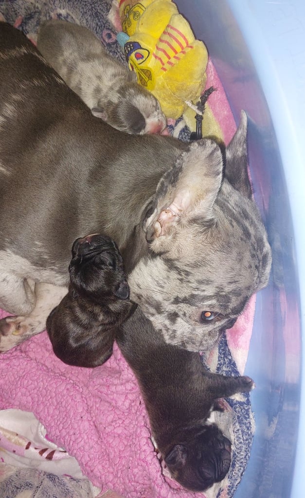 2 female french bulldog puppies merle 