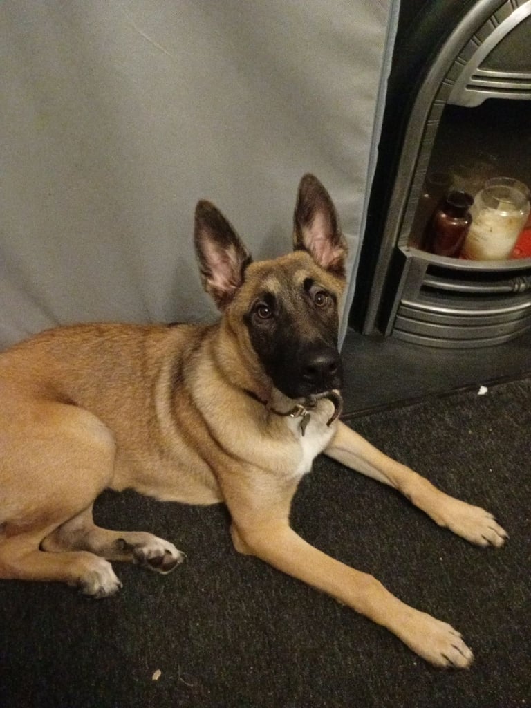 image for Belgian Malinois 