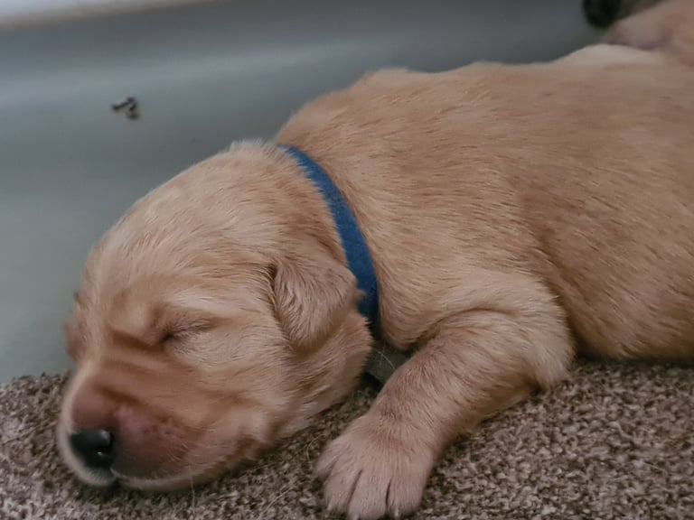 Golden retriever puppies