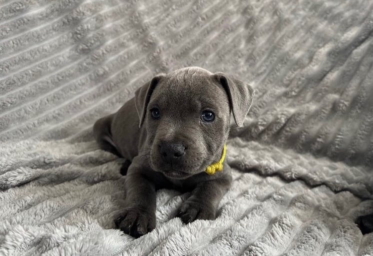 Pup Dogs Puppies for Sale Gumtree
