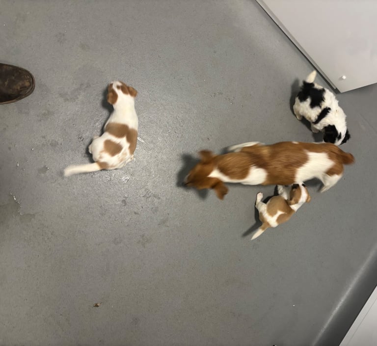 Jack Russel puppies 