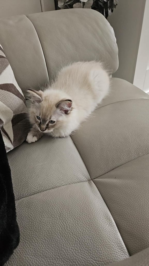 Ragdoll kittens