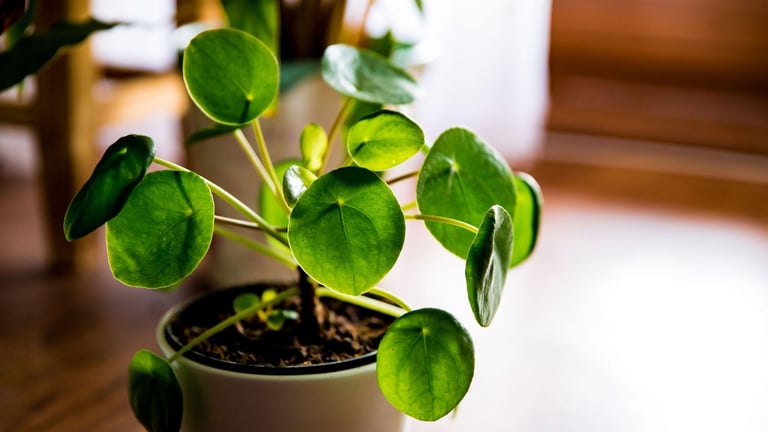 image for Chinese money plant i plastic pot 