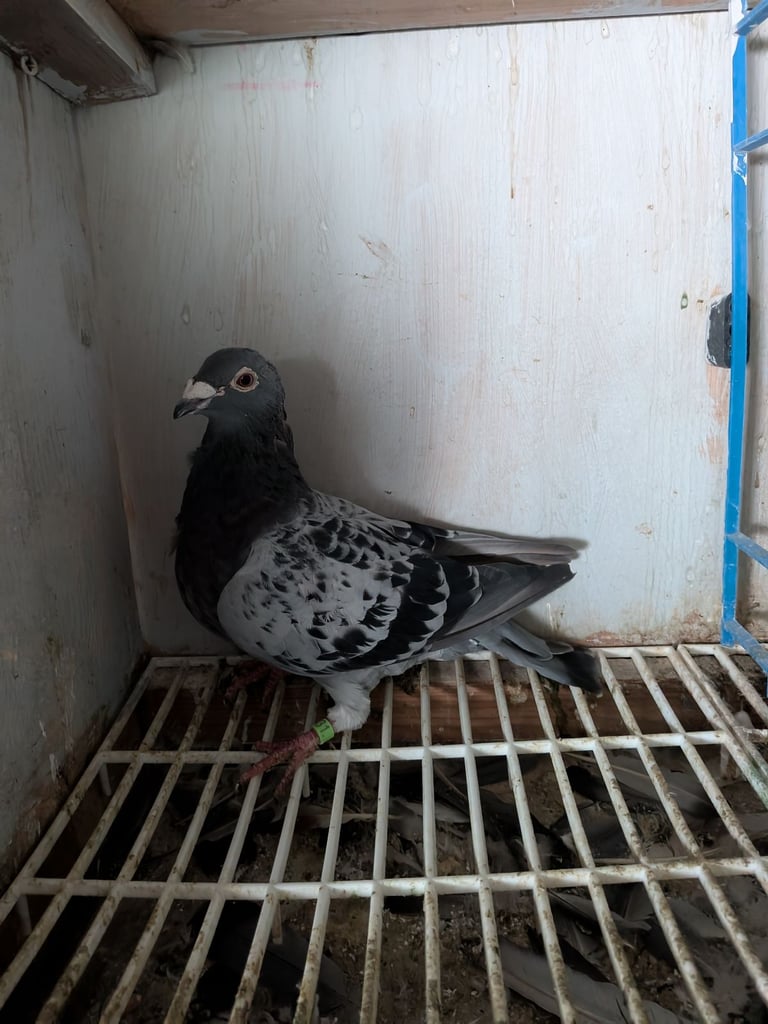 image for Pigeons for sale