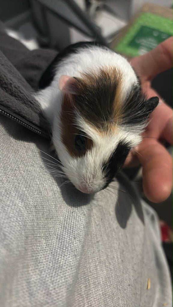 Guinea pigs ready to go now 