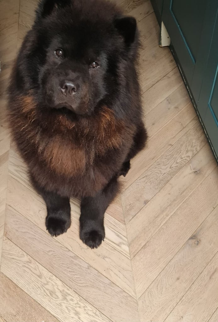 Chows chows Dogs Puppies for Sale Gumtree