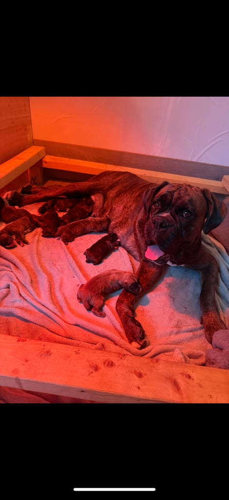 KC Boxer puppies - bobtail & longtail 🐶🩷💙