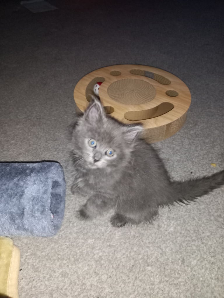 Kitten 
