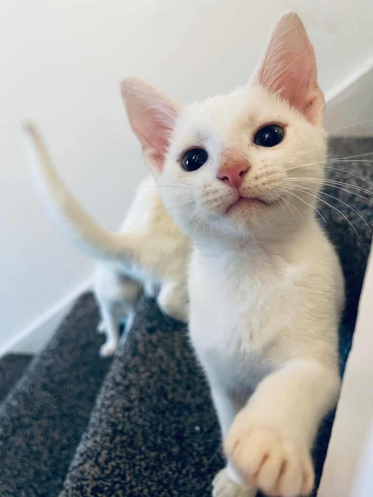 4 white boy kittens need homing as soon as possible  