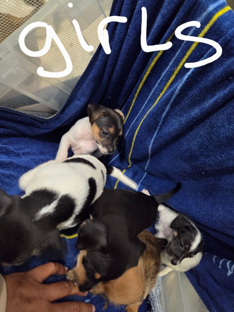 Jack russell pups 