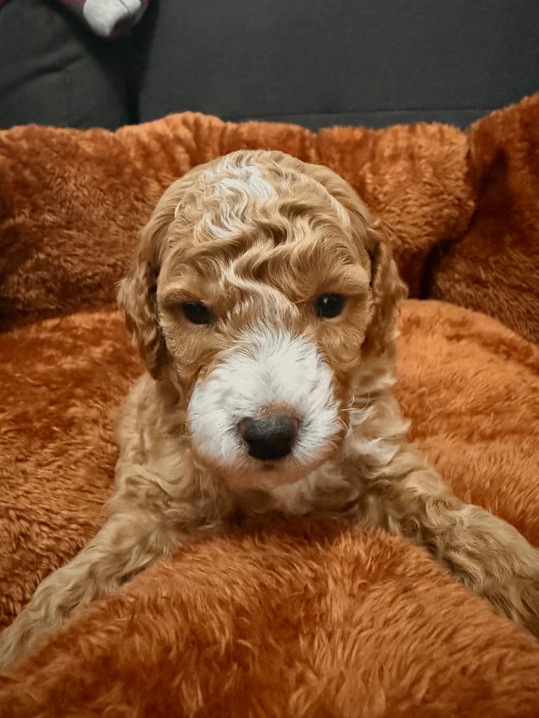5 Beautiful Miniature Poodles For Sale 