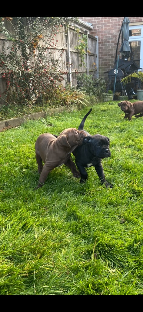 Cane corso x presa canario pups
