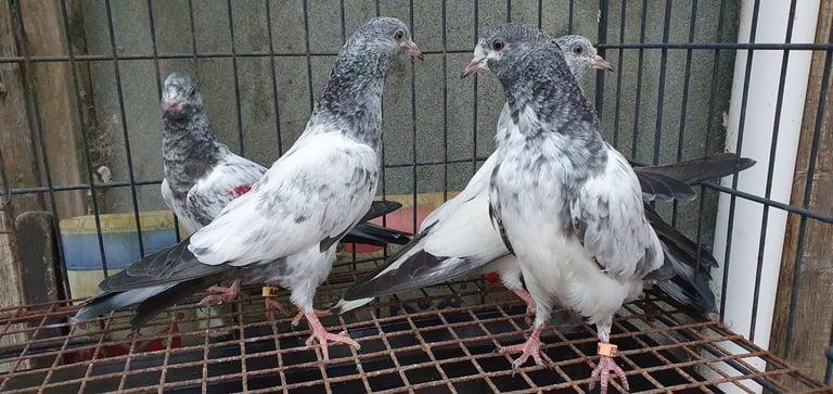 Pakistani Highflyer Pigeons For Sale