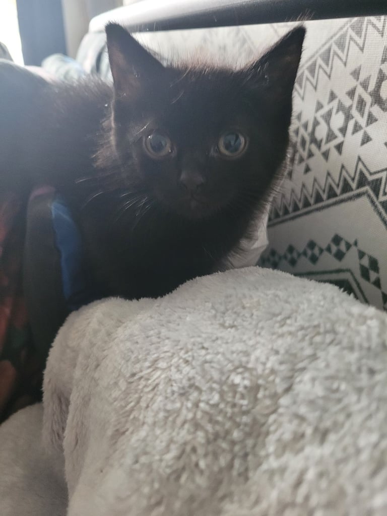 9 week old female kitten 