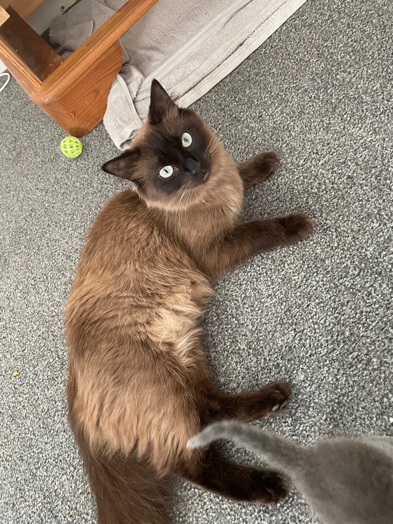 Ragdoll kitten 