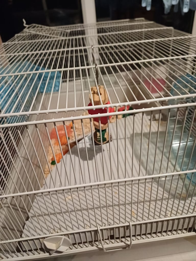Hamster with cage