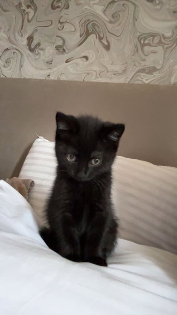 Female Kitten for sale 