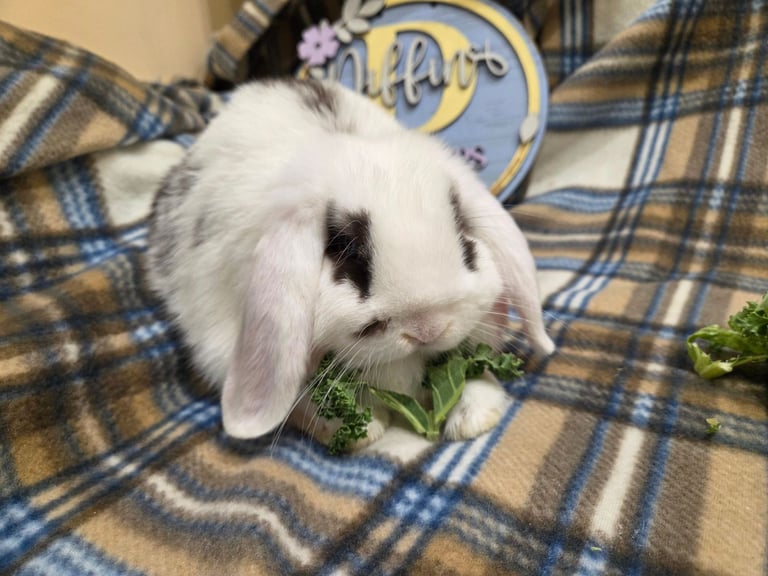 Mini lop bunny