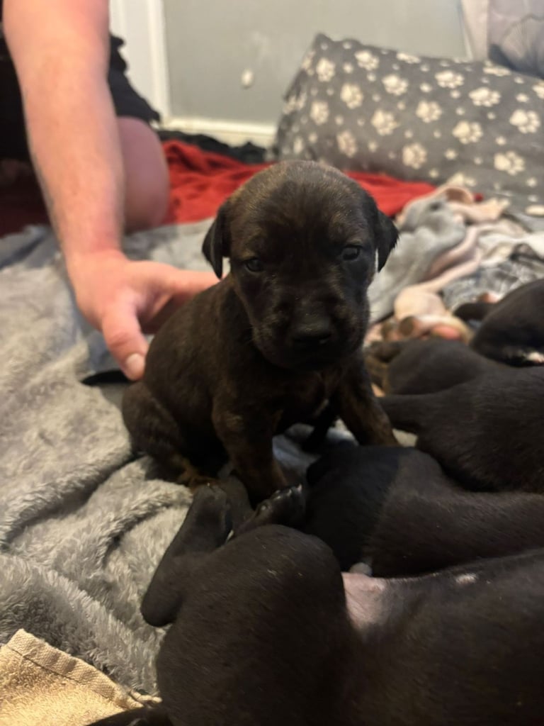 Doberman X Cane Corso Puppies! 