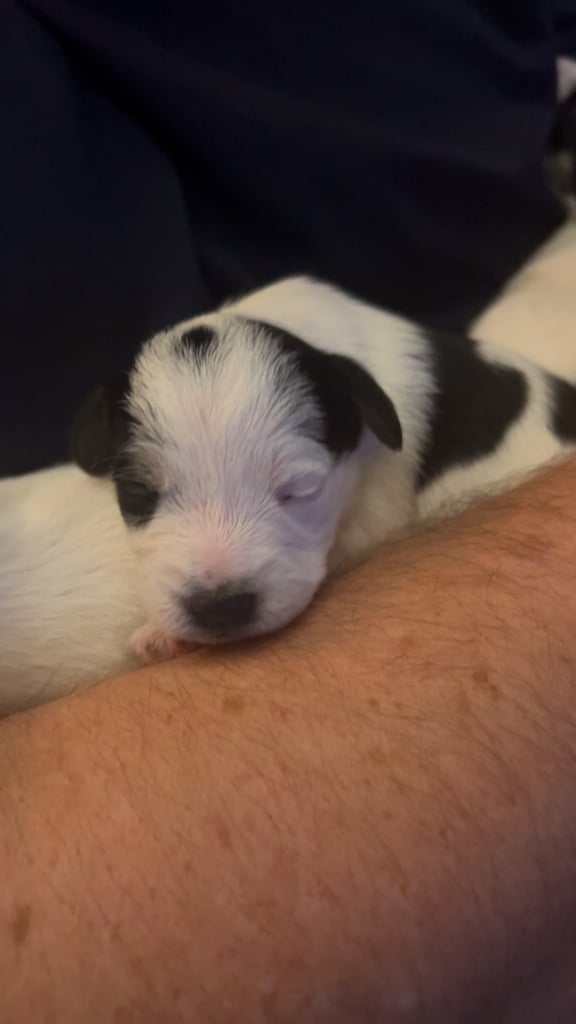 Beautiful Jackapoo Puppies 