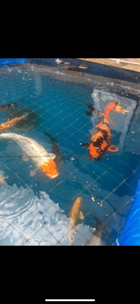 Koi pond with koi