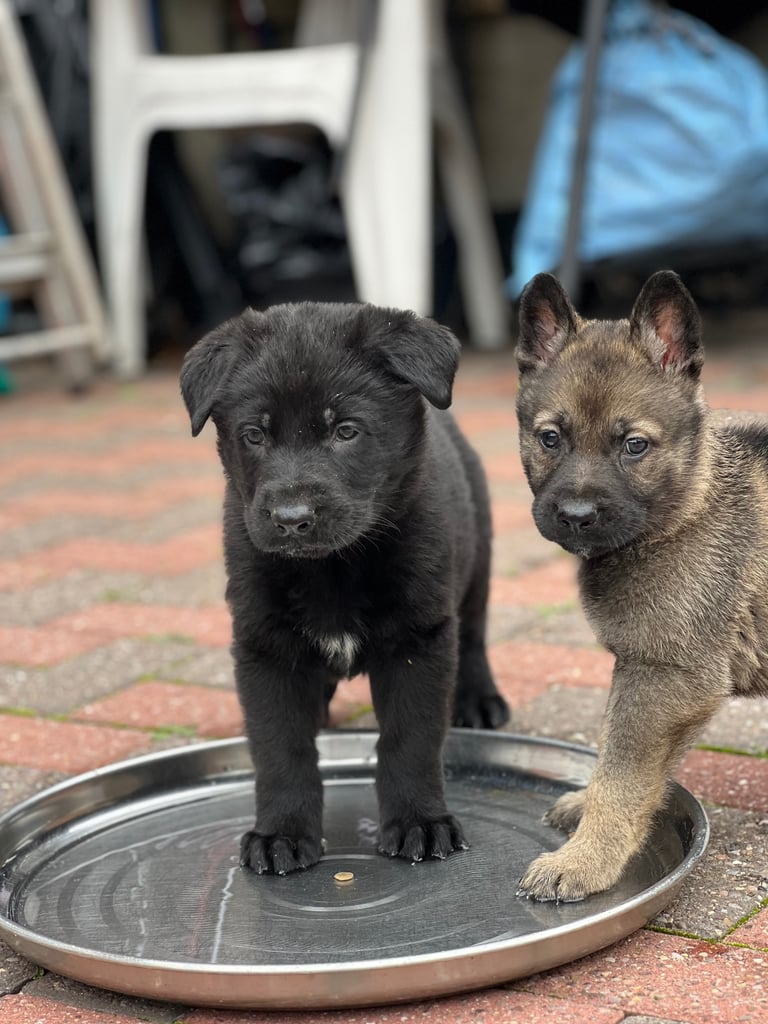 TOP CZECH LINE GERMAN SHEPHERD PUPPIES AVAILABLE!!