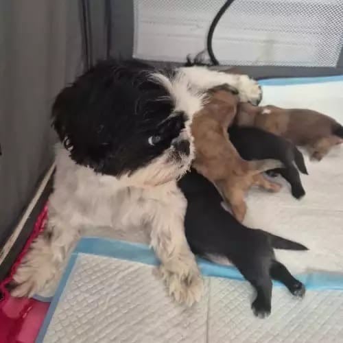 Shih Tzu puppies 