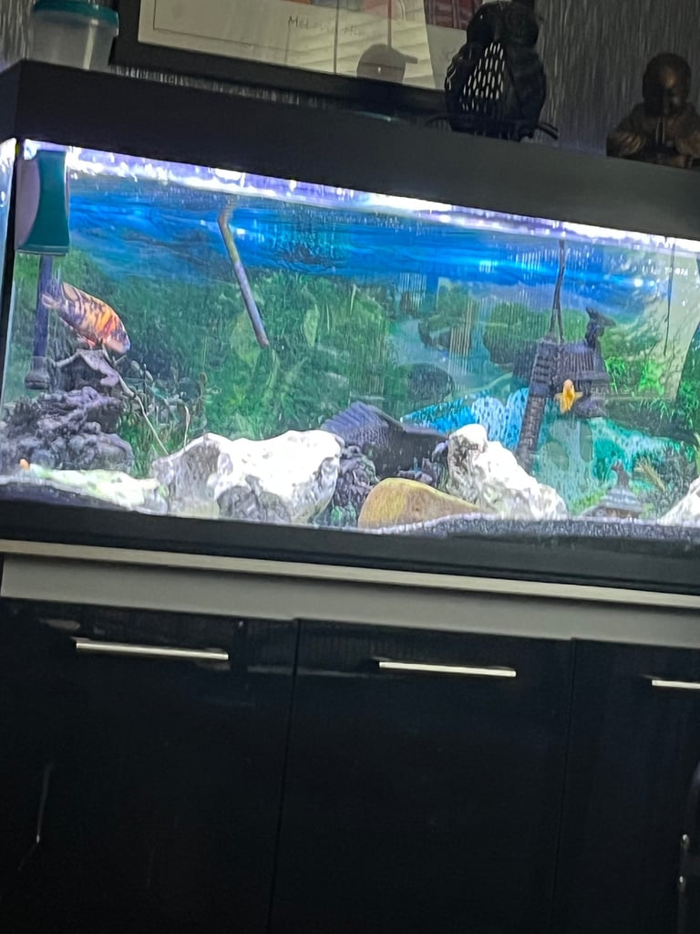 Big fish tank and fish 