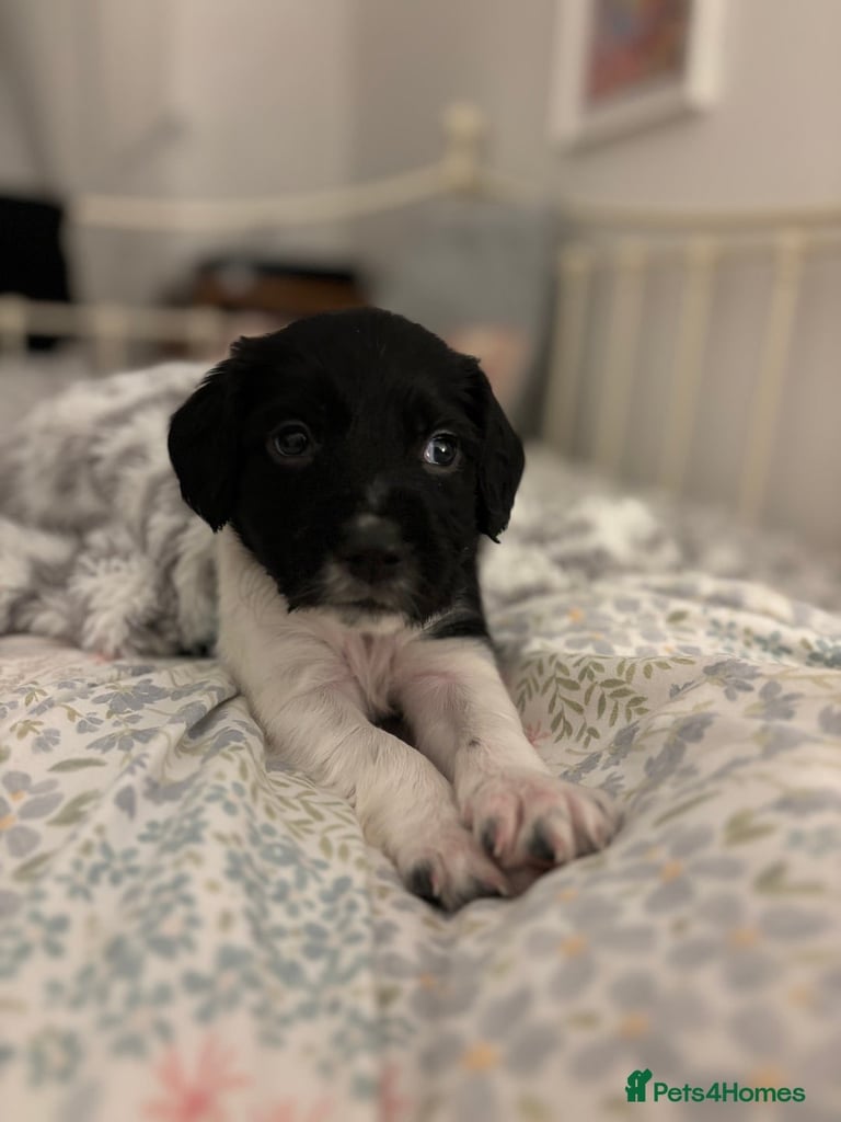 English Springer Spaniels