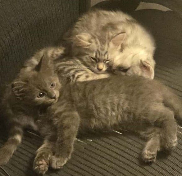 Maine coon / Persian/ British Blue mix - cute grey fluffy kitten ready to leave now
