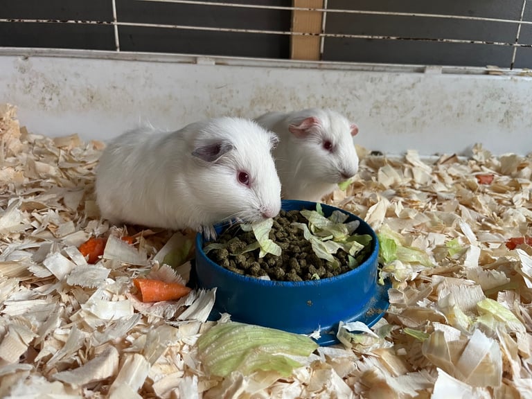 Guinea pigs 