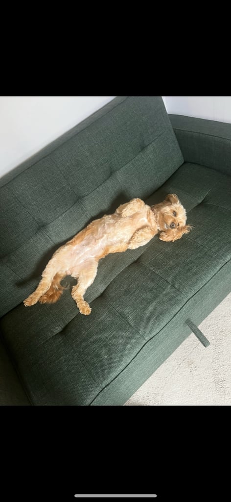 F2 cockapoo puppies for sale