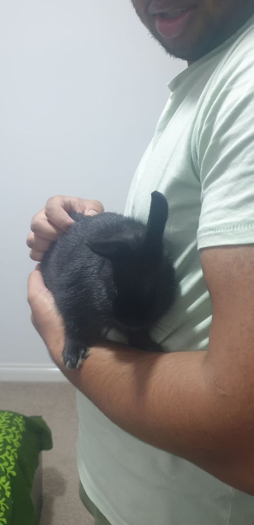 Beautiful bunny's 