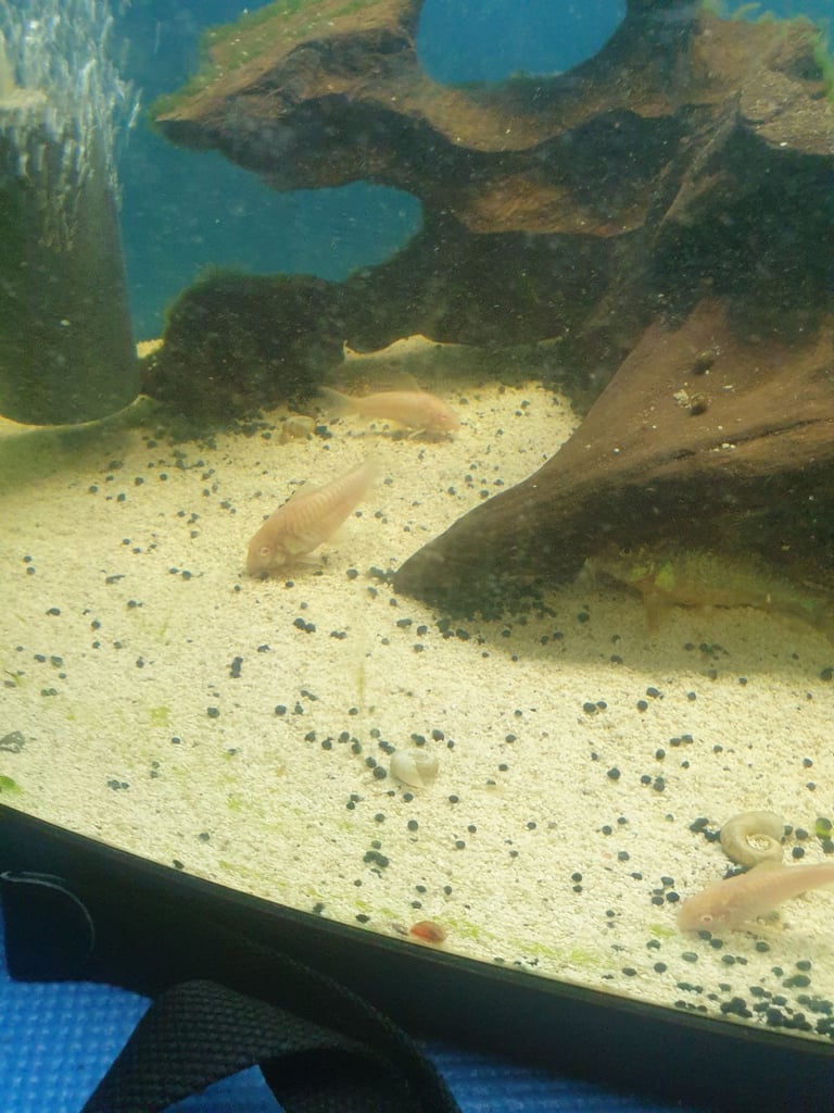 Tropical fish Angelfish,corydoras,super reds long fins plecos,shrimps, and l397 plecos 