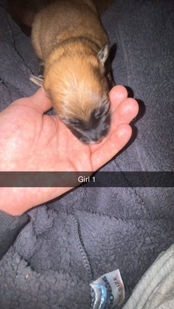 Collie shepheard puppy 