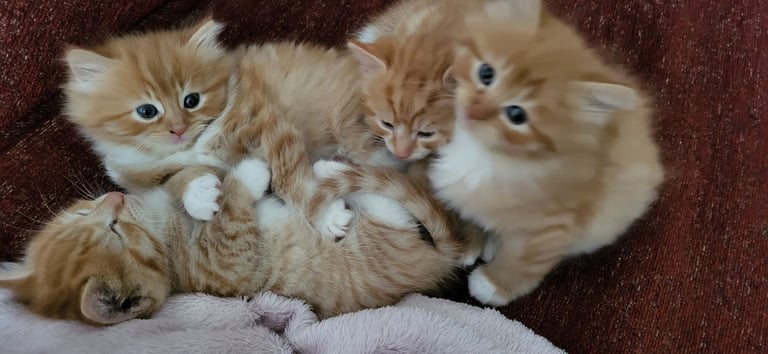 Ginger Kittens – Ready Mid-October – £180 Each