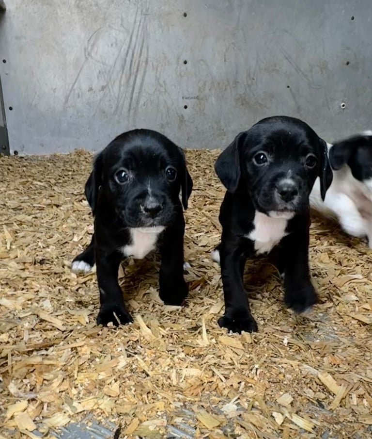 Adorable Cocker Jack Puppies