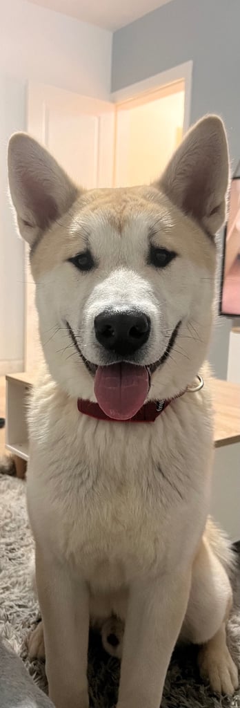 Akita cross for rehoming