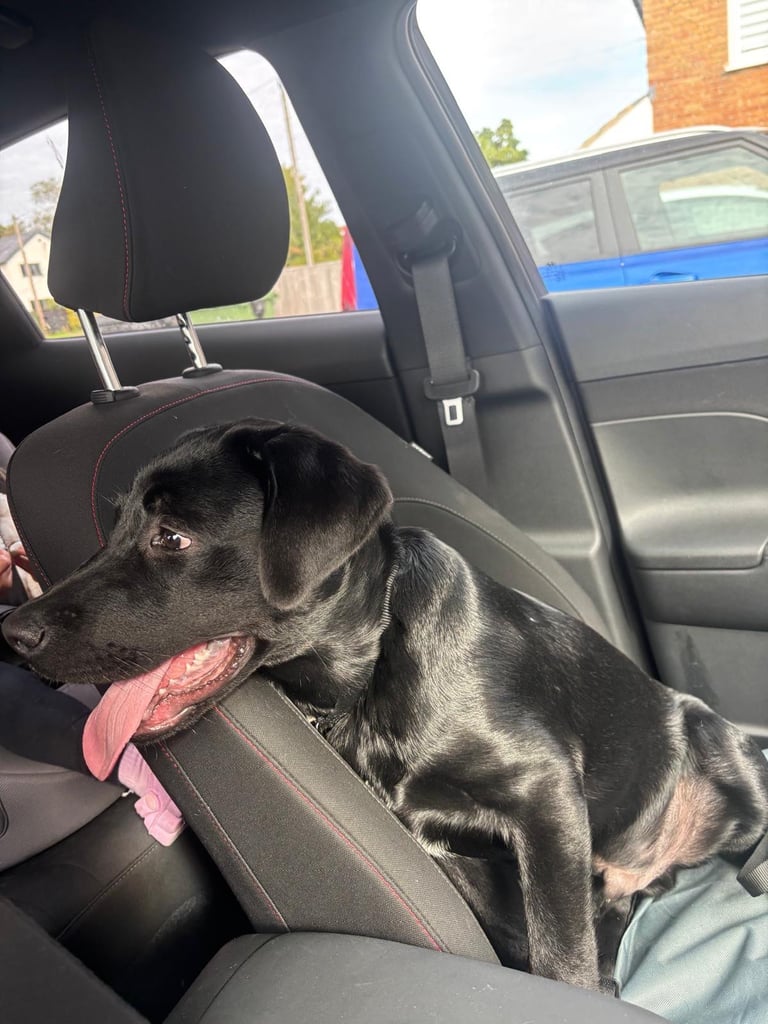 5 and 1/2 months old Staffadors Enzo and Bentley 