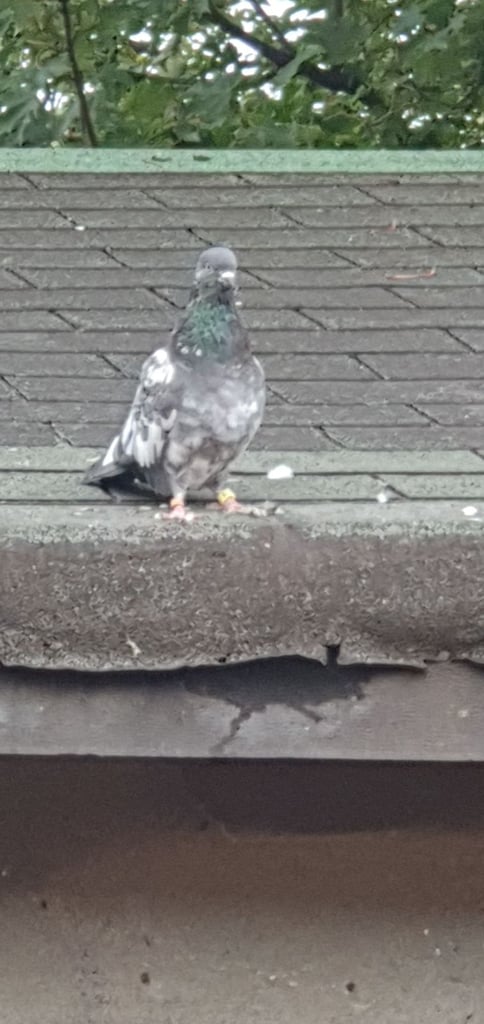 Pakistani Highflyer Pigeons For Sale