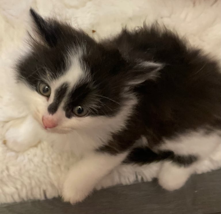 Turkish black and white angora kitten 