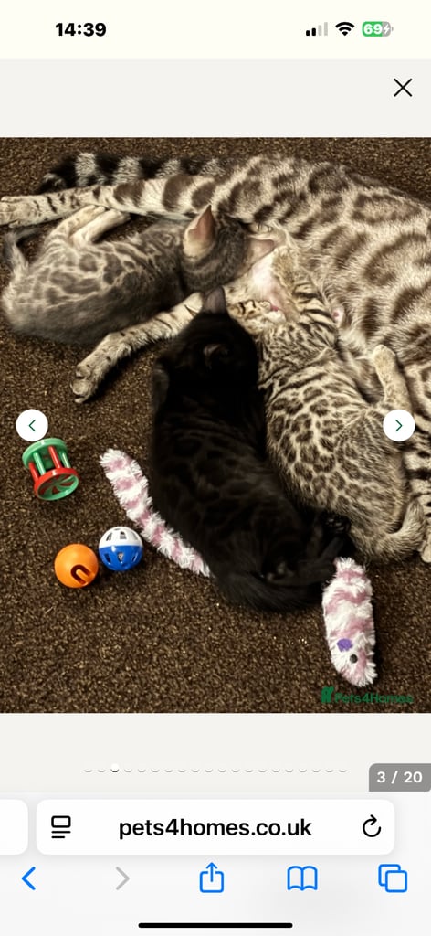 STUNNING BENGAL KITTENS READY NOW 