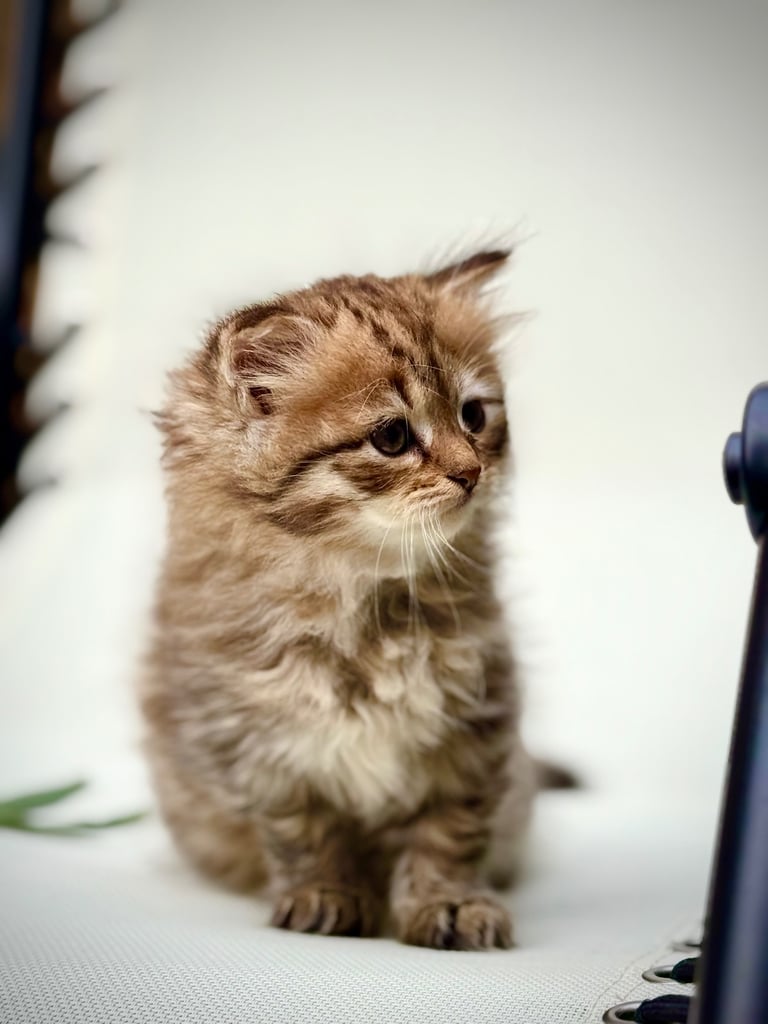 image for Pure Siberians kittens