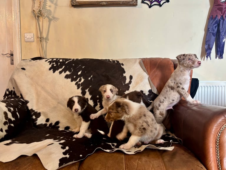 Stunning Merle Border Collie puppies.