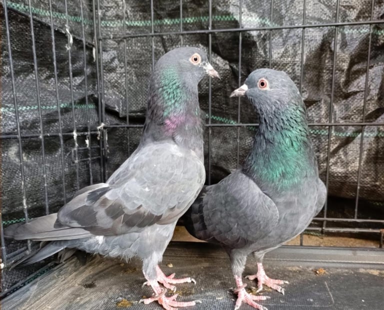 Pakistani Hi- flying  pigeons 