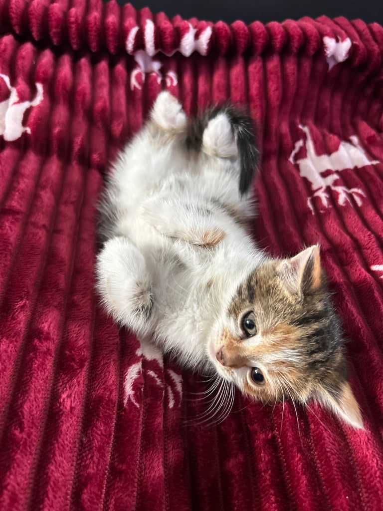 5 kittens (three left )