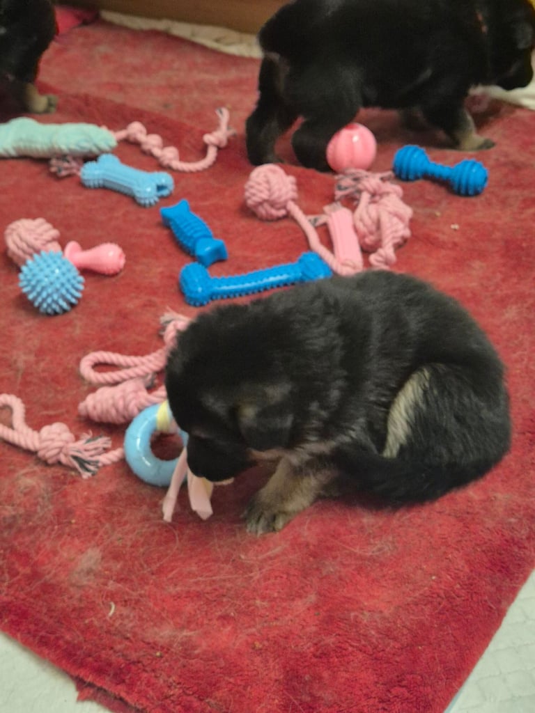 German shepard puppies 