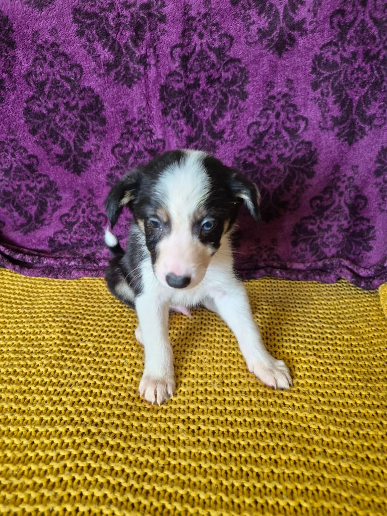 Border Collie pups looking for their new home 