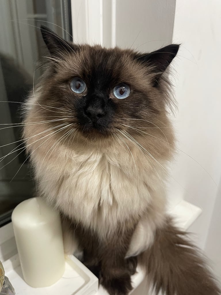 image for Beautiful Pure Ragdoll — Male, 1 year 9 months old