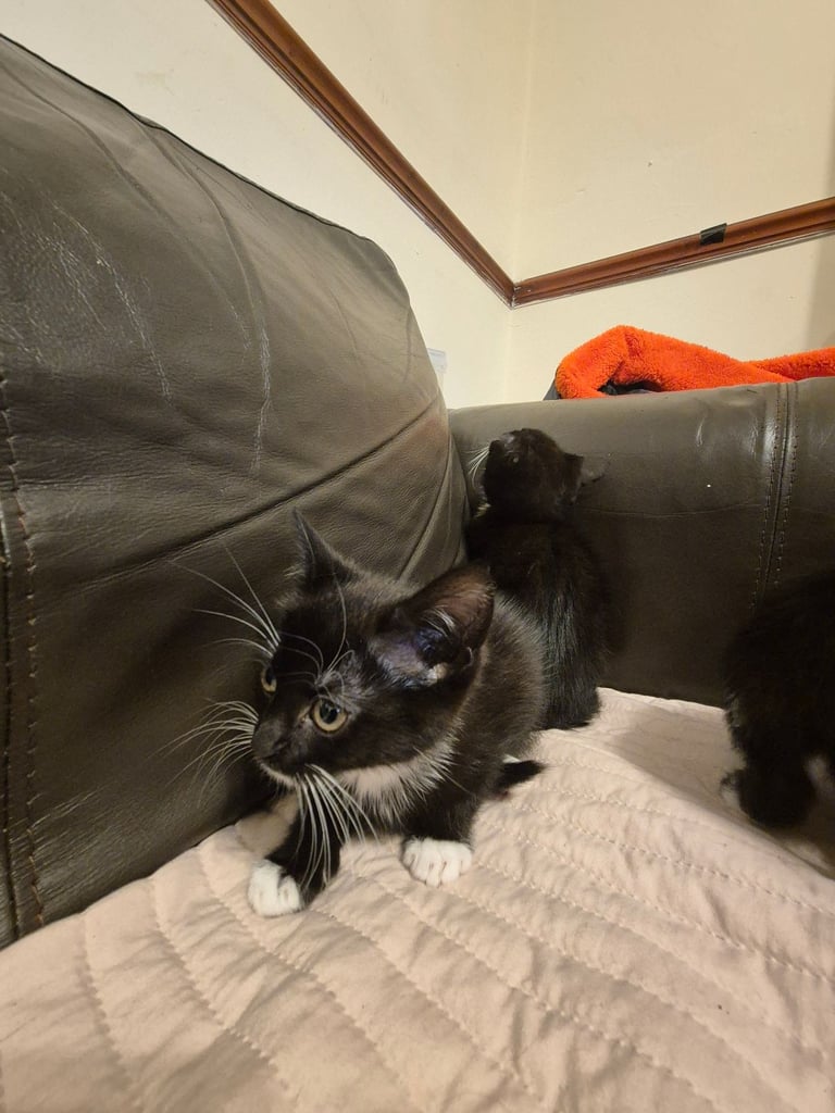 3 gorgeous female kittens. urgent. £45